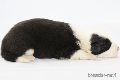 成約済の神奈川県のボーダーコリー-315523の5枚目